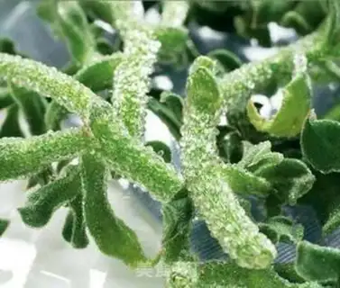 Make The ice-grass salaf step 0