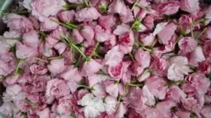 Make Salted cherry blossoms step 0