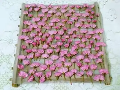 Make Salted cherry blossoms step 9