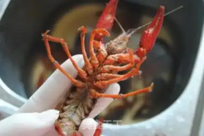 Make Spicy lobster step 2
