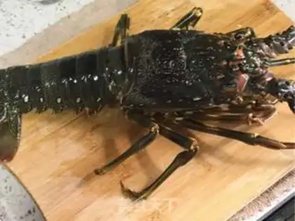 Make Stem wild lobster step 0