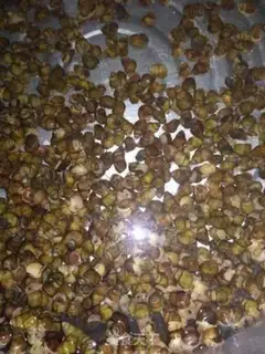 Make Snails step 0