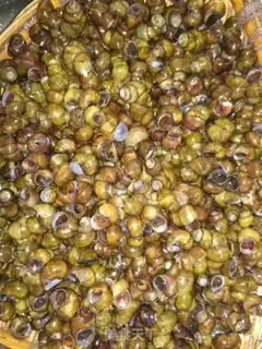 Make Snails step 1