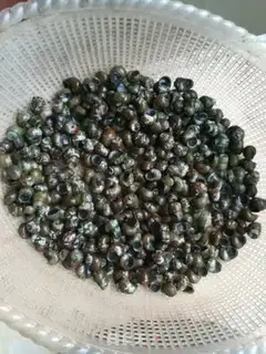 Make Snails step 0