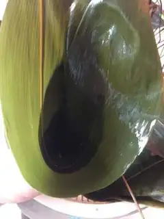 Make Bedwater palm step 4