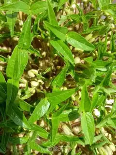 Make Green bean sprouts step 4