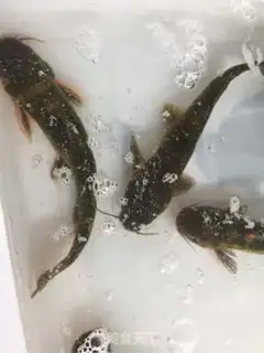 Make The yellow fish tofu step 0