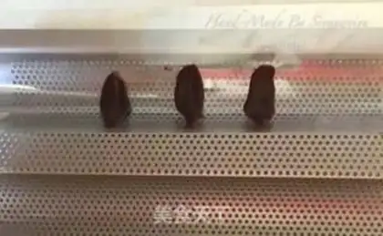 Make Sach cake step 18