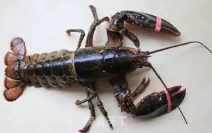 Make Boston lobster step 0