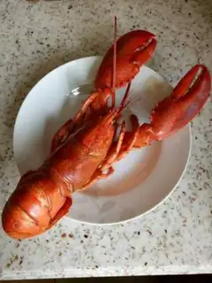 Make Lobster step 0