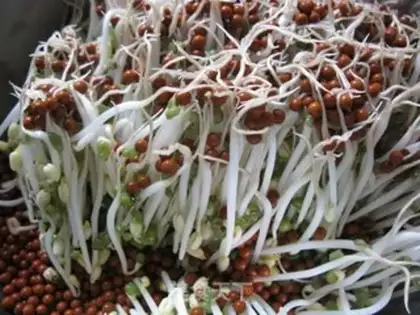 Make Make no bean buds at home step 5