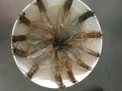 Make Shrimp step 2