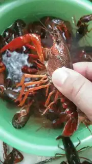 Make 13 spicy lobsters step 1