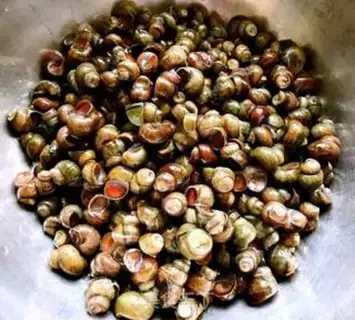 Make Snails step 0