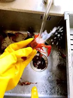 Make Night beer spicy lobster step 2