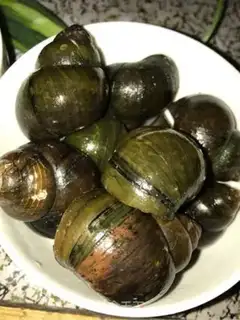 Make Snails step 1