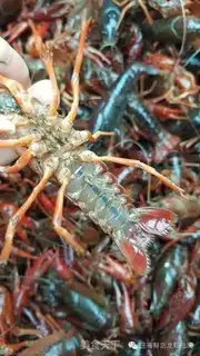 Make Spicy lobster step 0