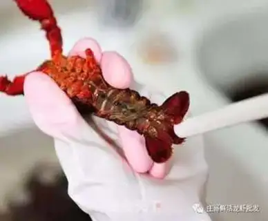 Make Spicy lobster step 3