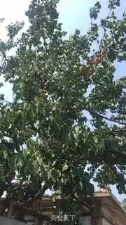 Make Apricot step 0
