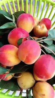 Make Apricot step 1