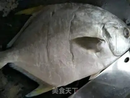Make Vacuated goldfish step 1