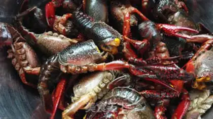 Make Shrimp step 1