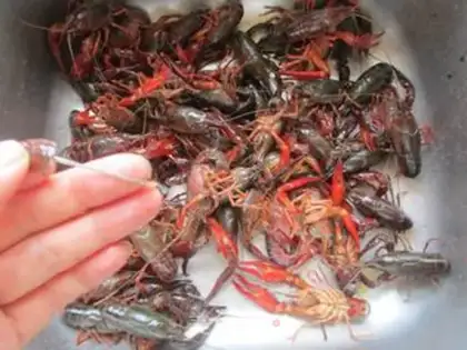 Make Vacuate the lobster step 3