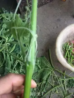 Make Clear the pumpkin vine step 1
