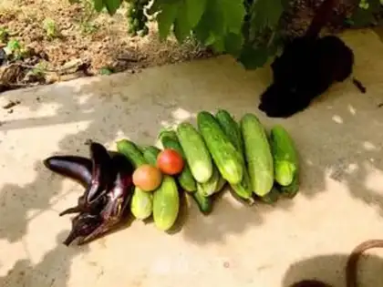Make Cream pickles step 1