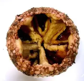 Make Sea urchins to the balls step 1