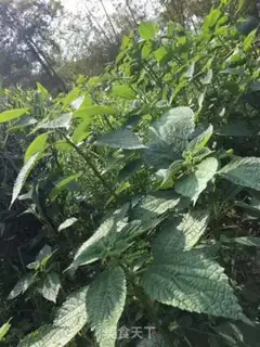 Make Pumpkin step 0