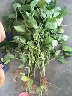 Make Salt-water beans step 0