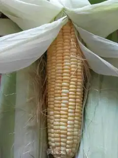 Make Fancy braid corn step 0
