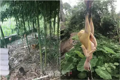 Make The country version is called a flower chicken step 0