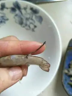 Make Shrimp from the pond step 0