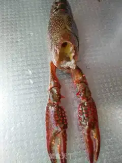 Make Shrimp step 0
