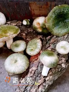Make Wild fungus soup step 0