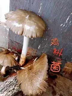 Make Wild fungus soup step 1