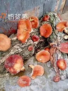 Make Wild fungus soup step 2