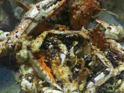 Make Crabs from the wind pond step 8