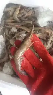 Make Home burning shrimp step 2