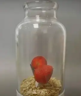 Make Fruit oatmeal milk step 0