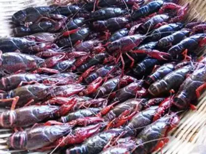 Make Spicy little lobster step 1