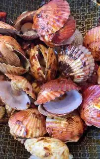 Make Spicy scallops step 6