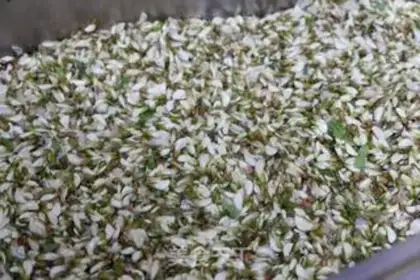 Make Dust flowers step 0