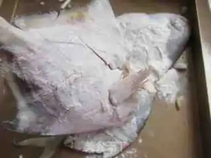 Make Squidfish step 2