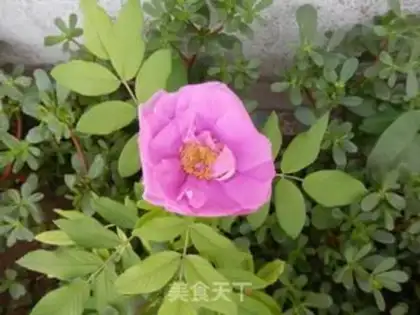 Make Rose flowers step 0