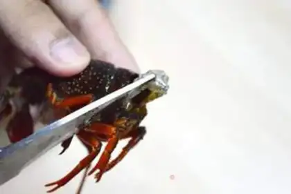Make Spicy lobster step 1