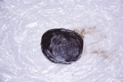 Make Chocolate roses step 5
