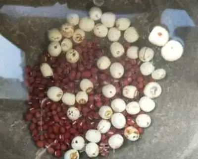 Make Ice-cooled red beans and lilies step 4